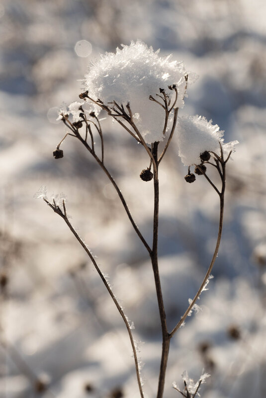 В поле одиноко... - Анна Чехович
