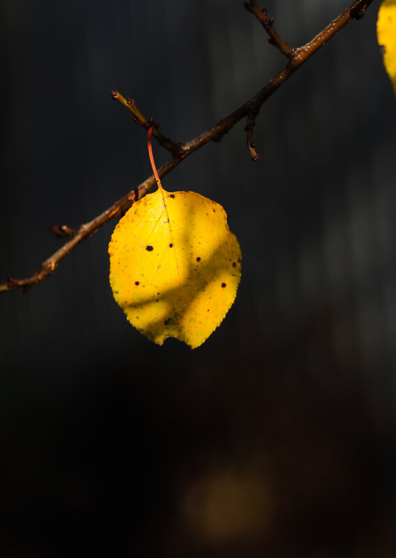 последний оттенок осени - Арина 