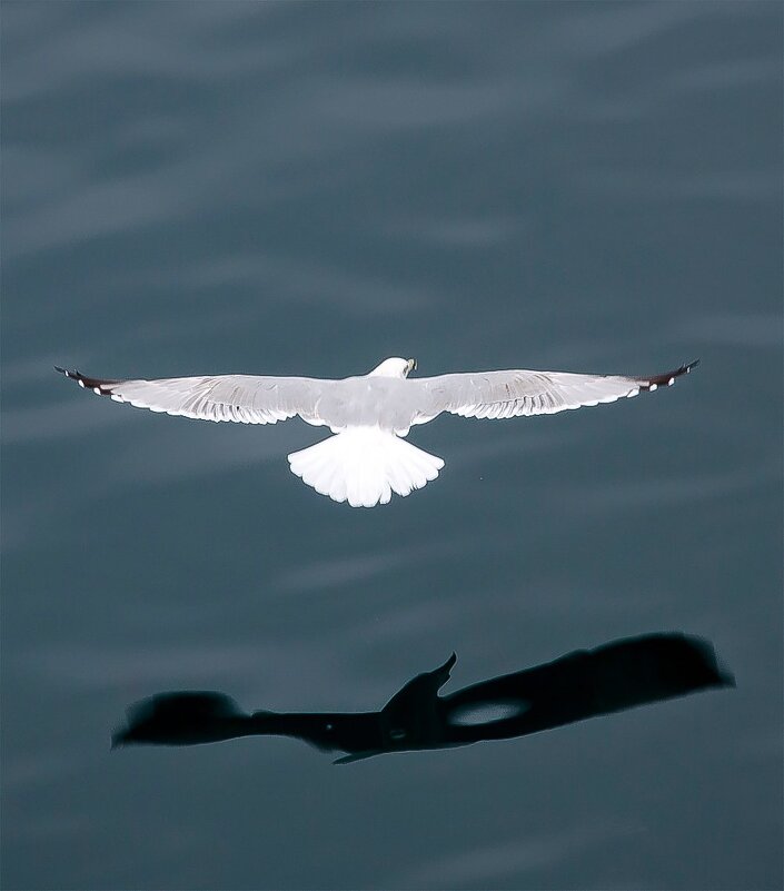 Тень с раненным крылом - Alexandеr P