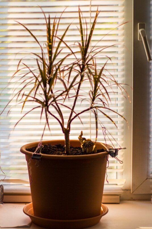 Теневое солнце - Тамара Федорова