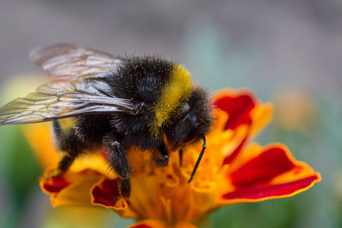 Шмель - Ирина **