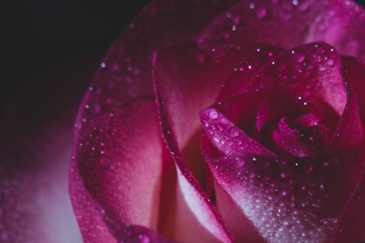 Роза. - Валентина M