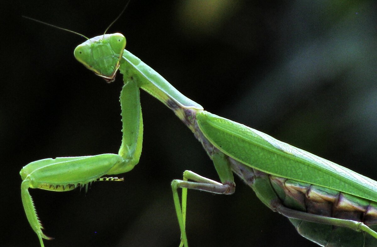 Богомол - игорь кио 