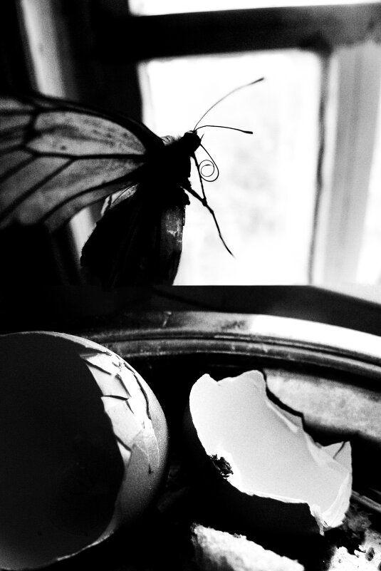 Превращение - Мария Буданова (Приставская)