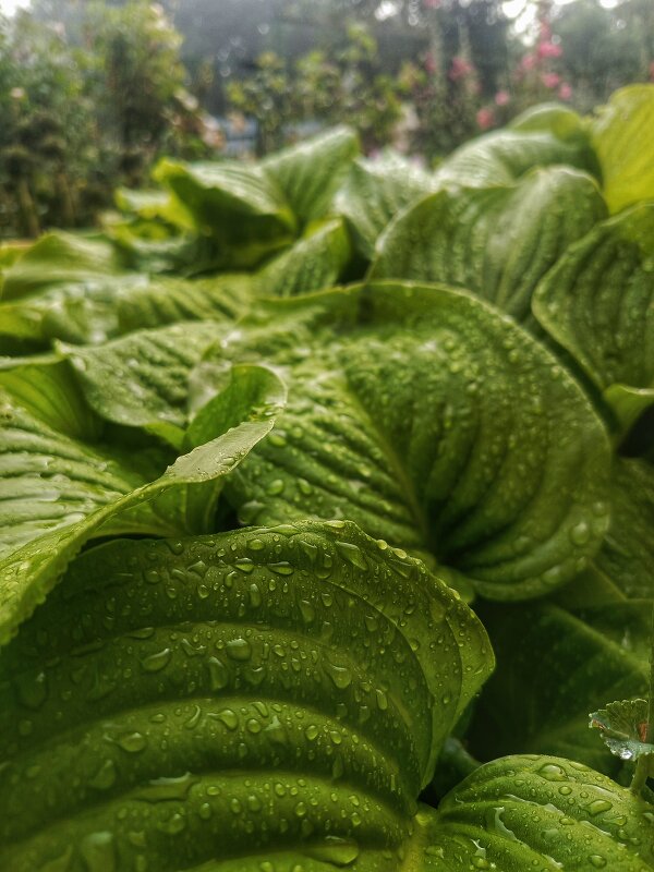 В дебрях - константин 