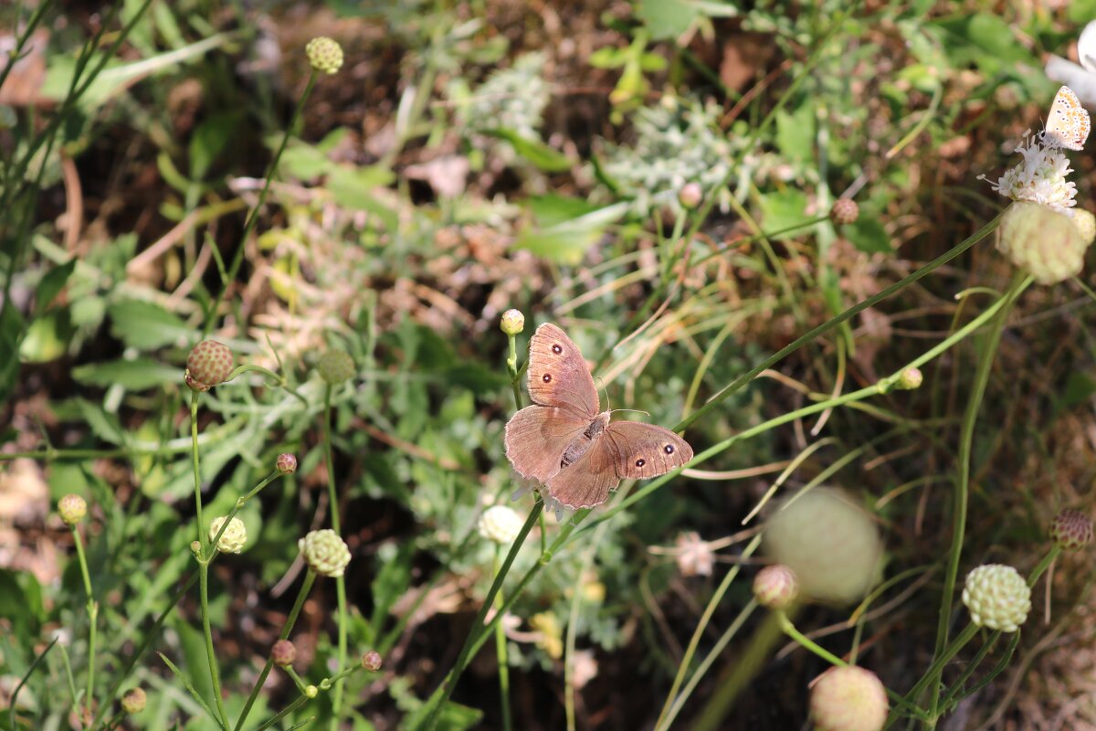 маскировка - Светлана Баталий