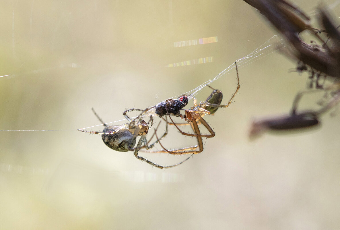 Трапеза на двоих. - Lidia Vdovina