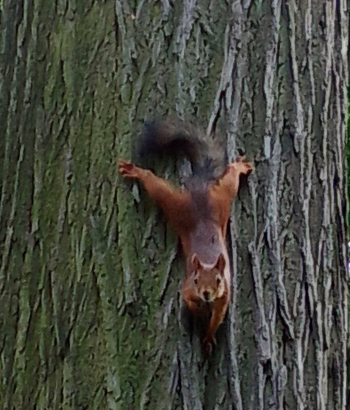 Белочка - Нина 