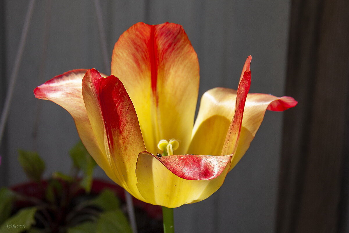 Краски в цветах - Александр 