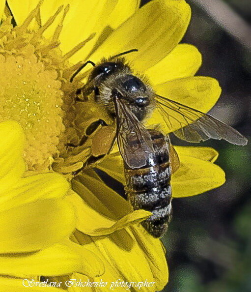 Пчёлка-Майя - Светлана Ищенко