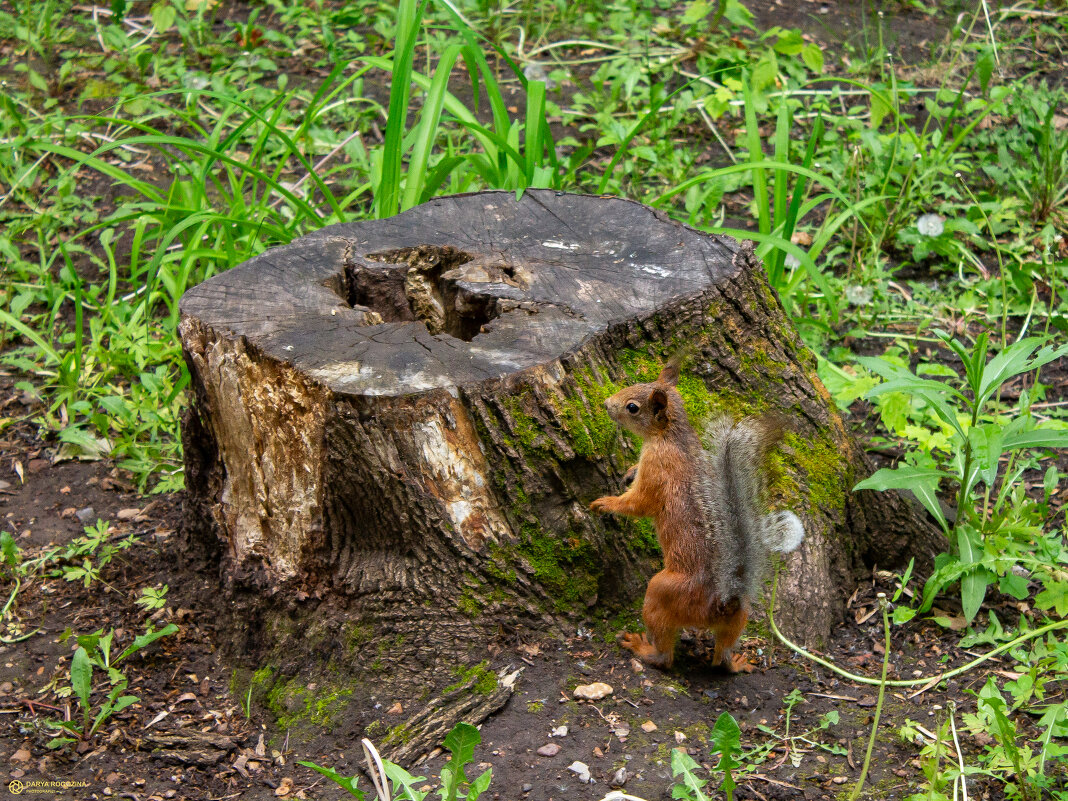 Пушистый патруль осматривает территорию :) - Дарья Рогозина