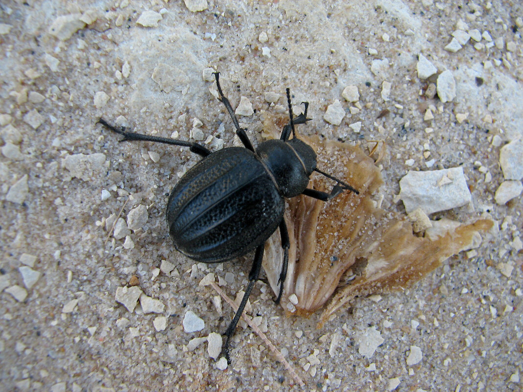 Жук - максим лыков