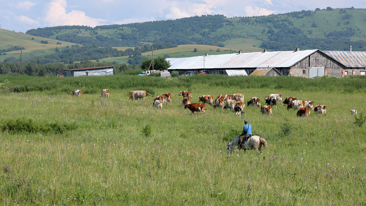 *** - владимир 