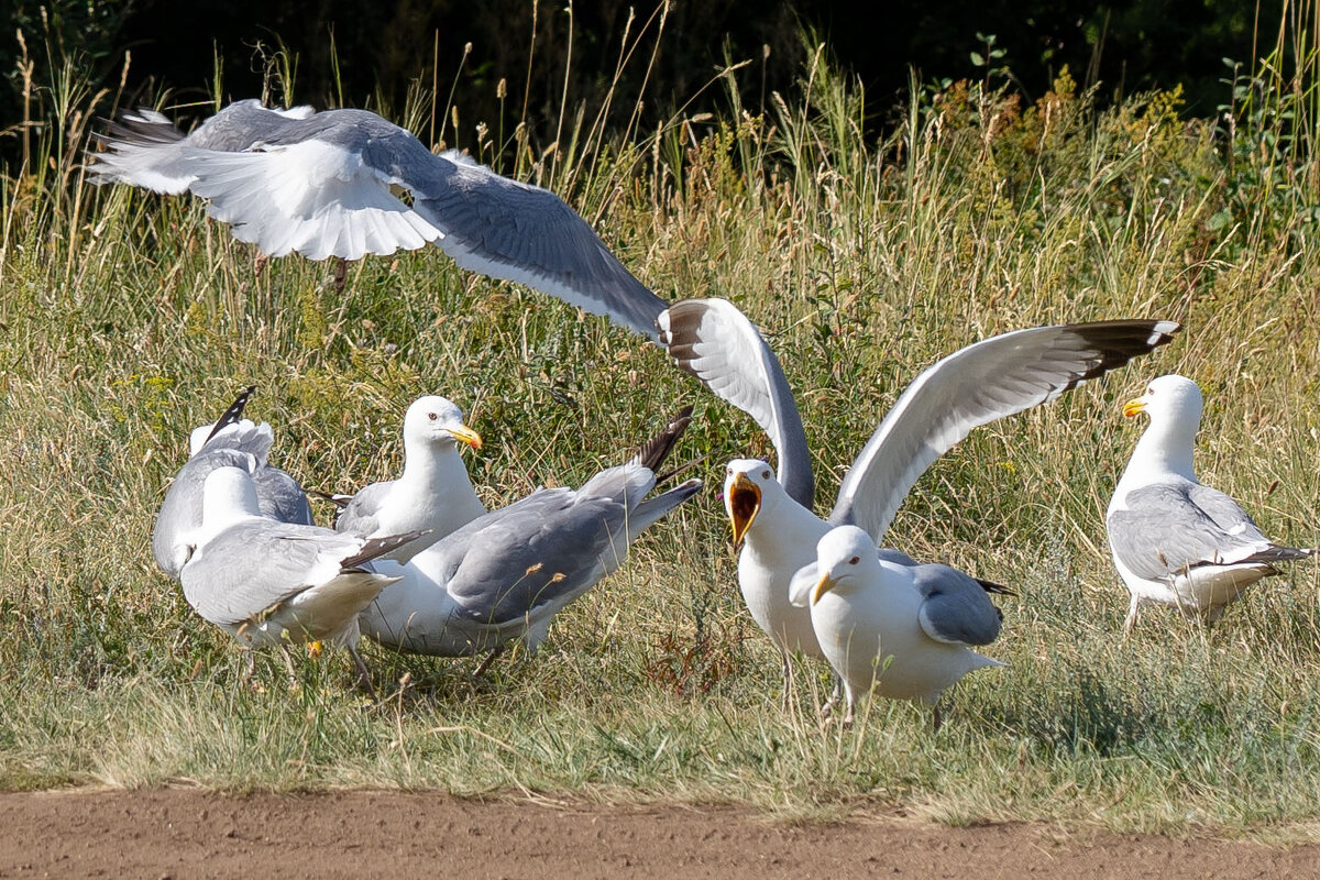 "Это наша еда". - Андрей Уткин