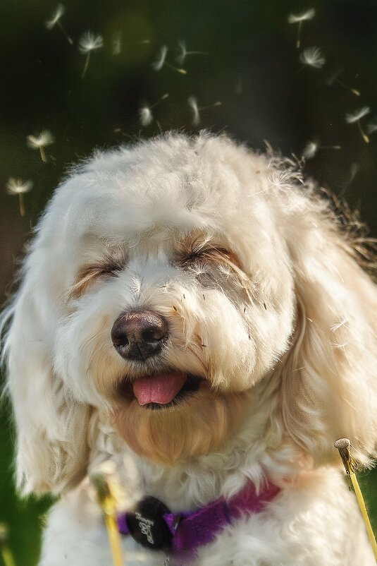 одуванчиковое лето - наталья жданюк