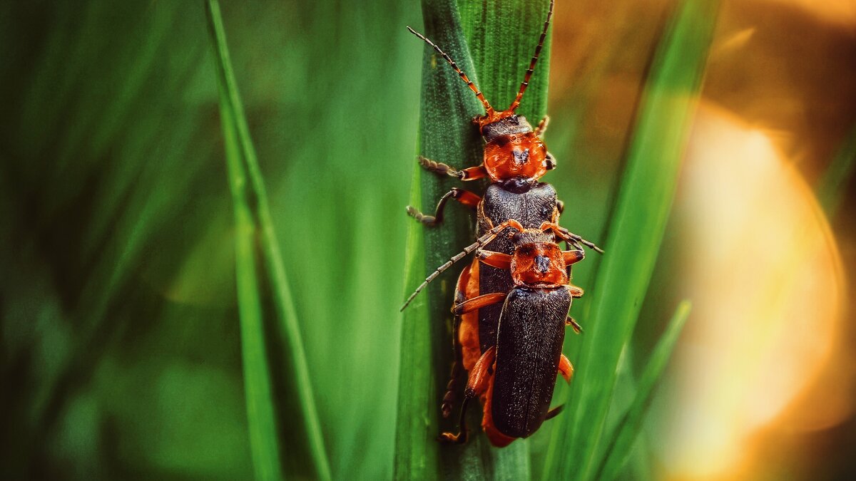 Жуки пожарники :: Мариша Тим