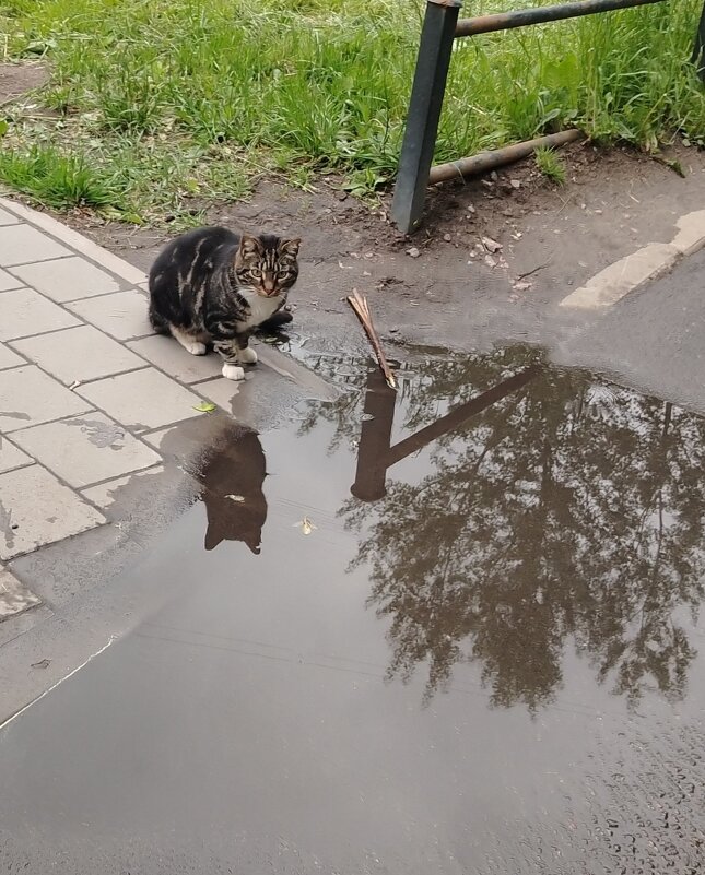 Кот :: Митя Дмитрий Митя