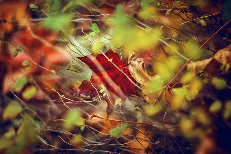 Пленник - Елена Галицкая