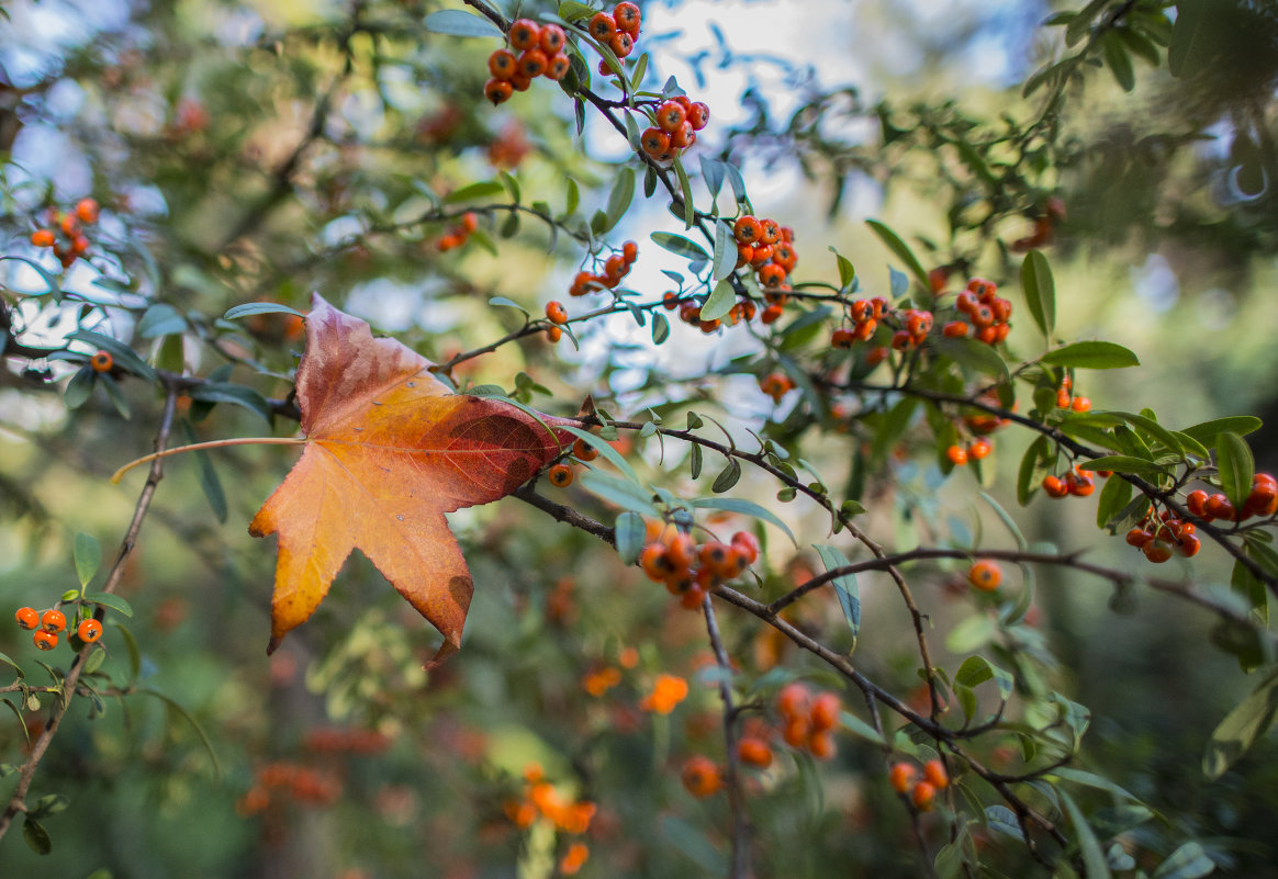 лист - Анатолий Корнейчук