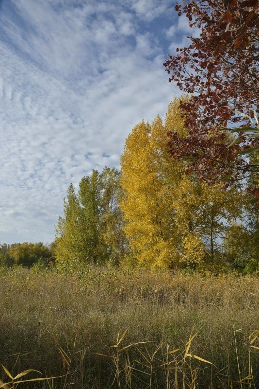 Золотой день - Владимир Соболев Золотой день - Владимир Соболев