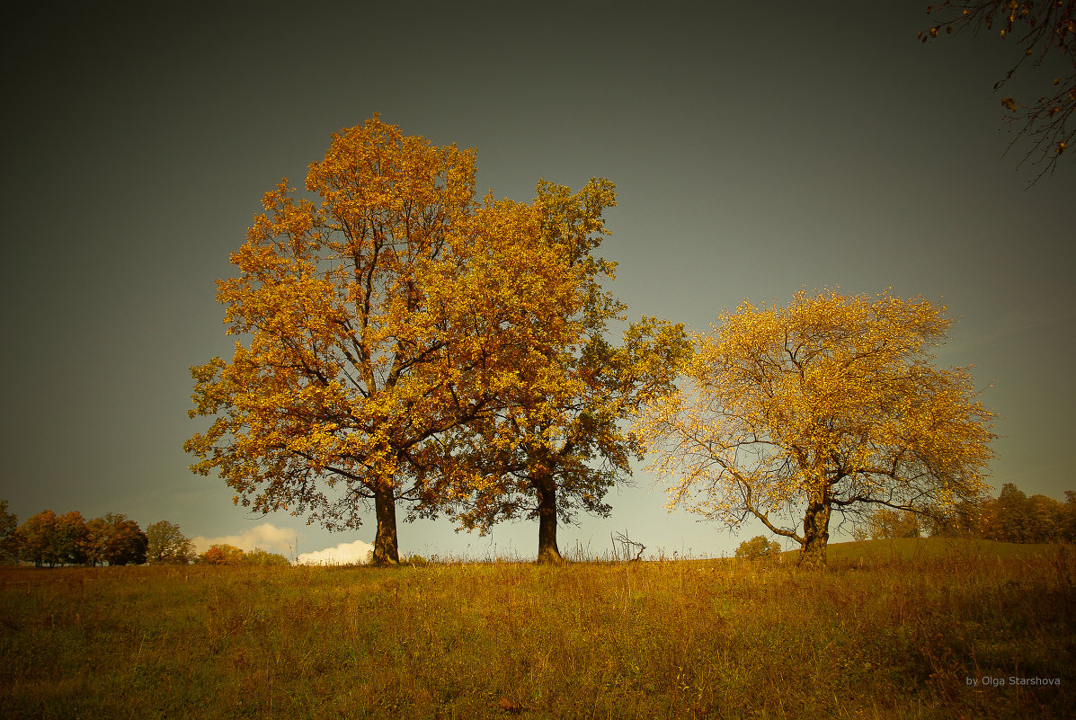 autumn... - Olga Starshova
