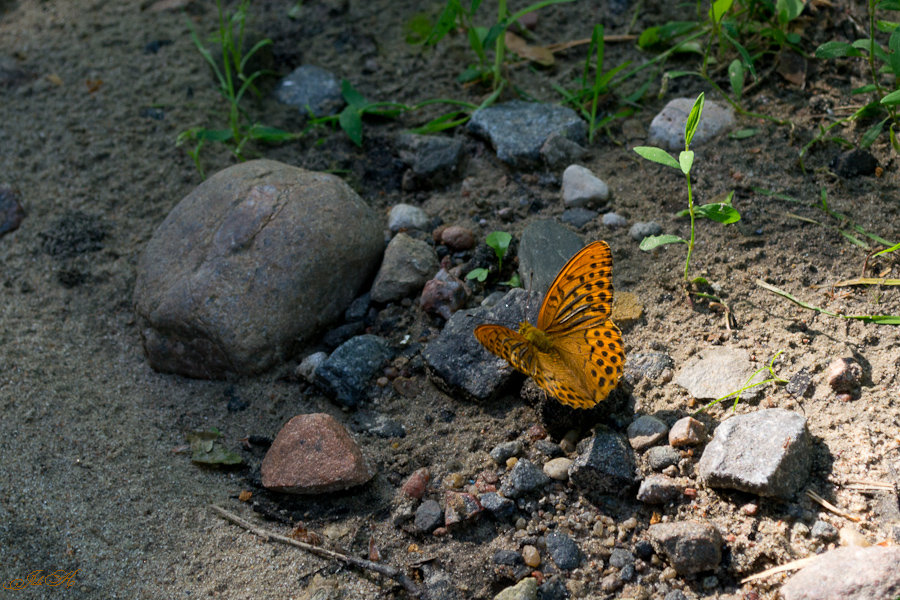 "Летний денек" - Юлия Костенко "Летний денек" - Юлия Костенко
