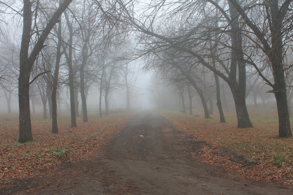 Аллея в тумане! - Александр Михайлов Аллея в тумане! - Александр Михайлов