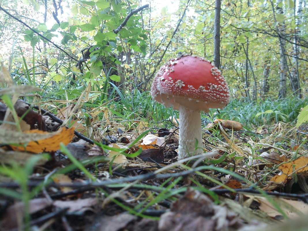 Несъедобный красавец - Анатолий Несъедобный красавец - Анатолий