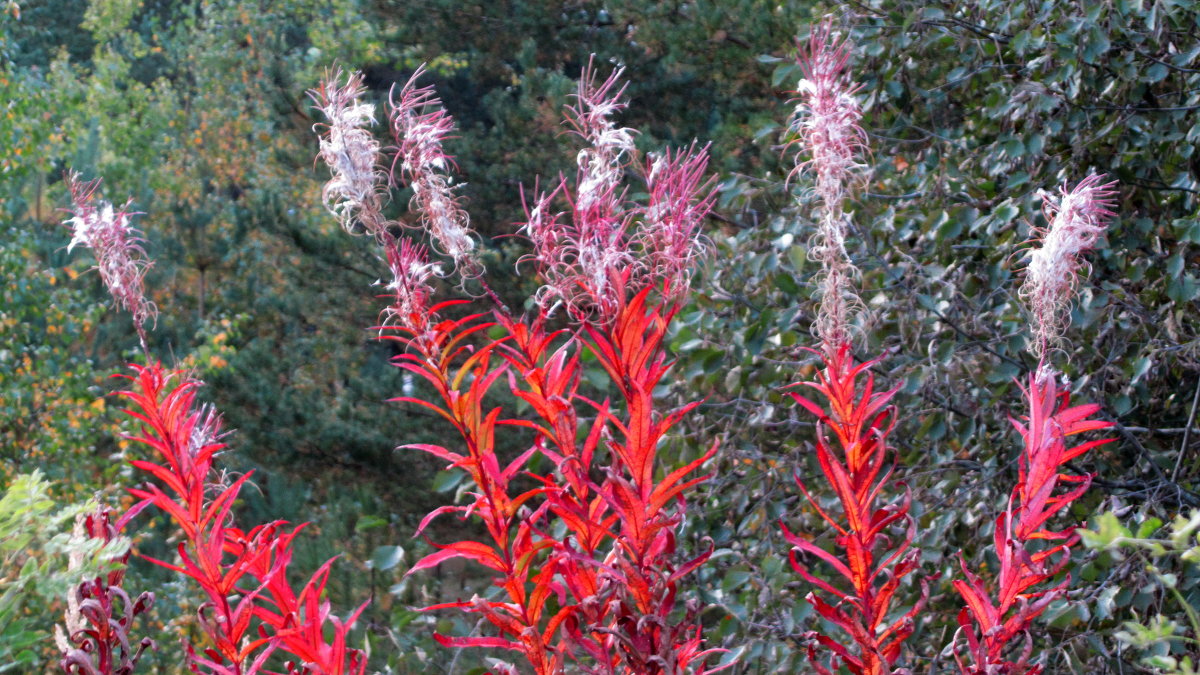 Пожар на лесной опушке - Сергей В. Комаров