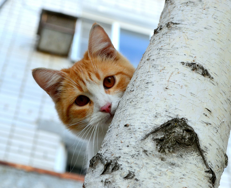 ... - Danila Sirotin 