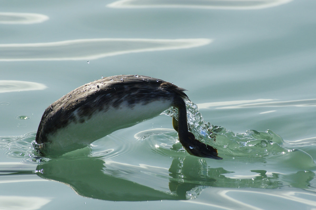 Мастер - Дмитрий Вдовин