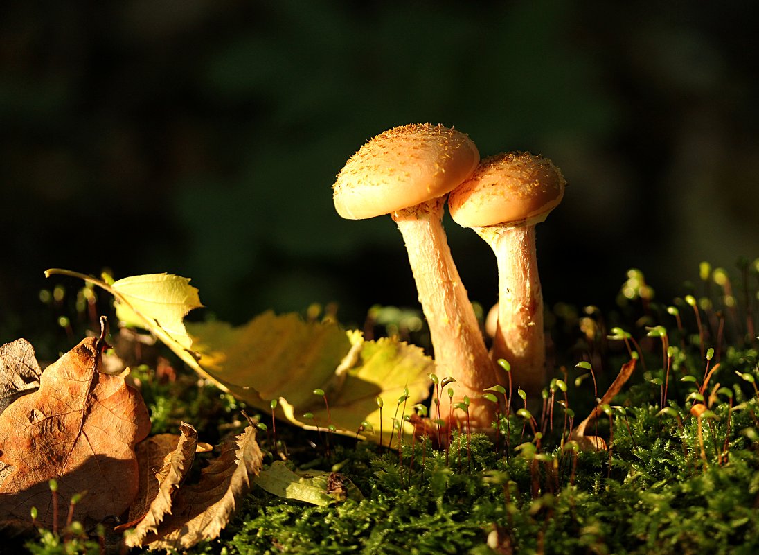 Опята - Татьяна Беляева