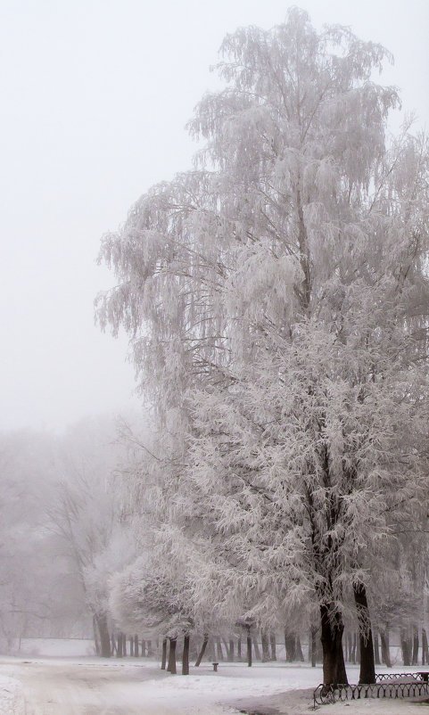 Февраль! Олег Полянский - Олег Полянский