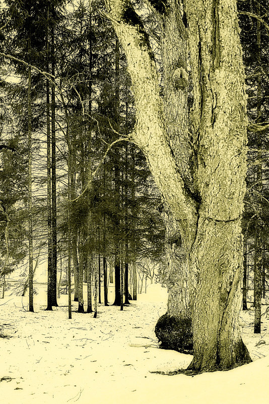 Кусочек зимнего леса. - Lidija Abeltinja