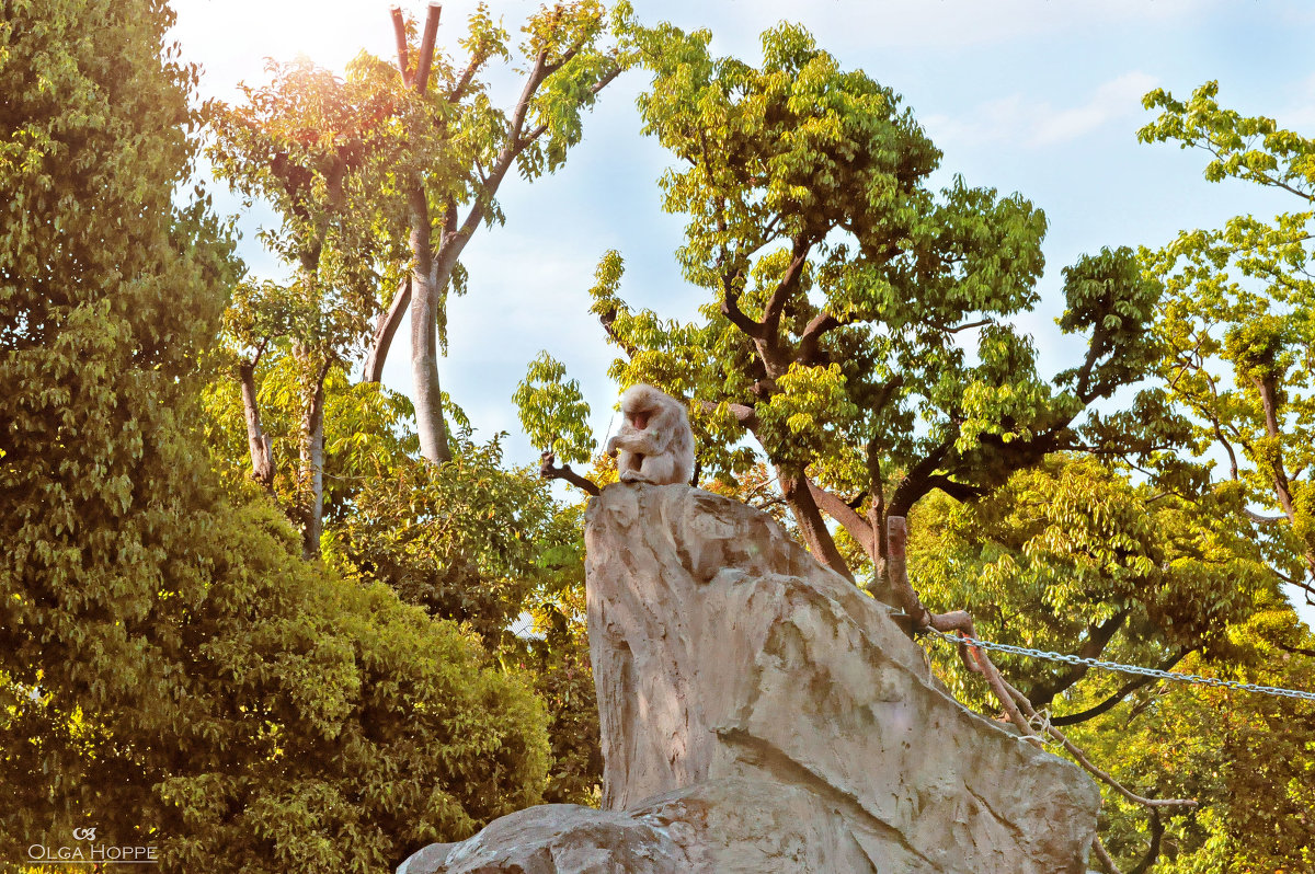 Обитатель в раздумьях - Olga Hoppe