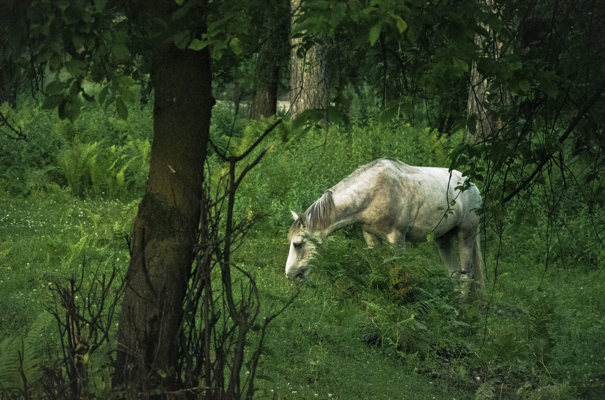 Алтай - Александр Тихонов