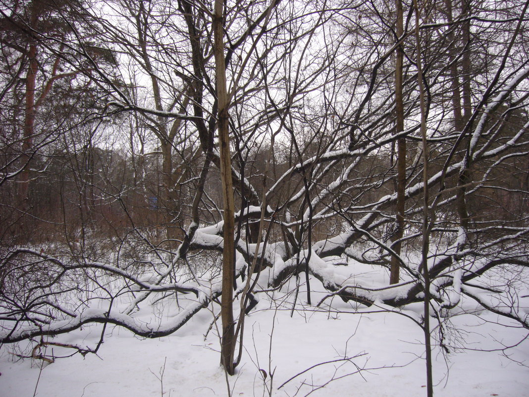 царь леса - Светлана 