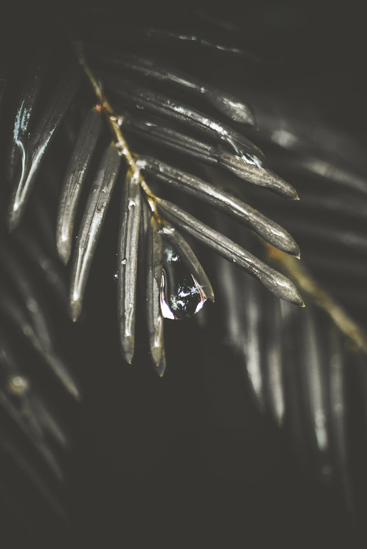 World in a droplet :: Legenda Sna