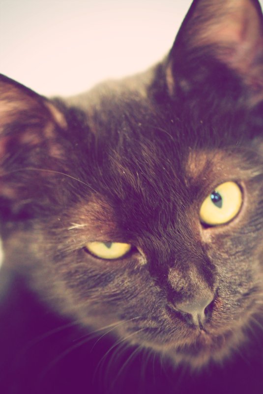 кот :: Lena 