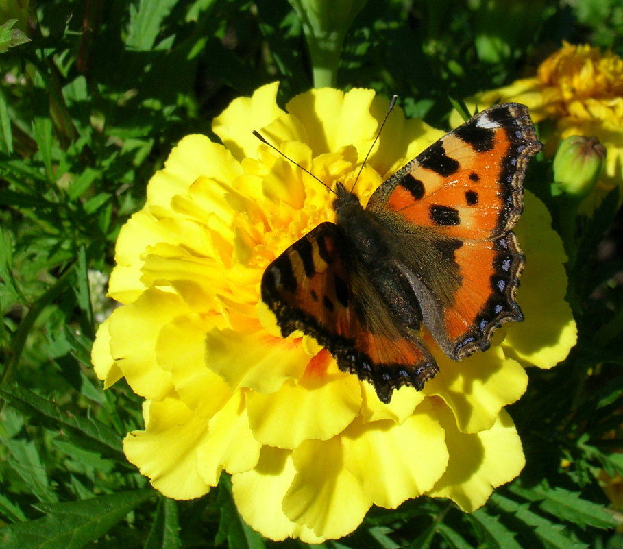 Butterfly :: Vladimir Perix