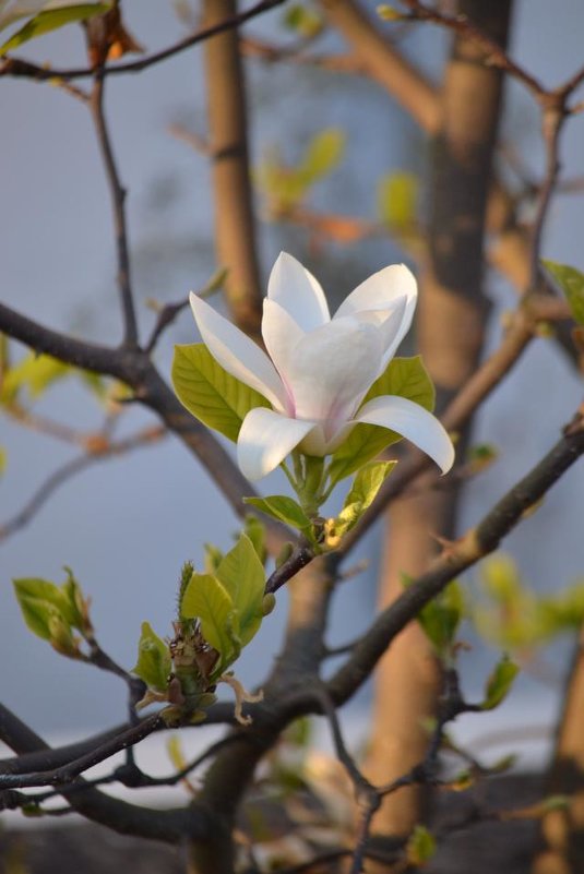 Magnolia :: Виктория 