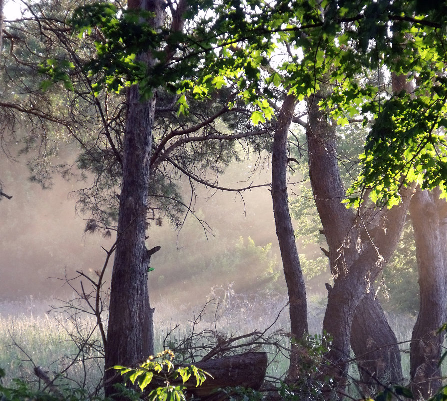 дымка - Юлия Кузьмина