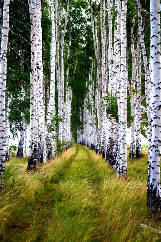 Березовая роща - Алексей Симаков