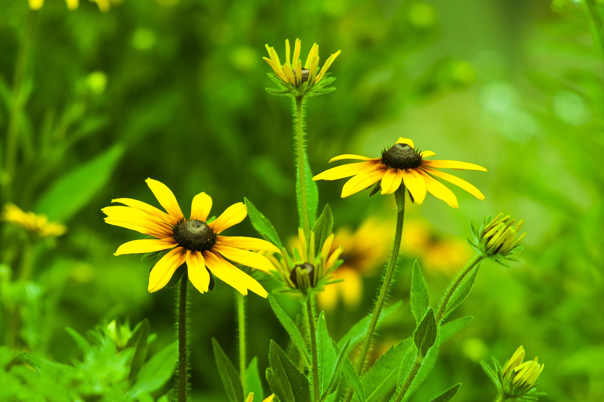 Ах, это лето в цветы одето ... - Ольга Винницкая (Olenka) Ах, это лето в цветы одето ... - Ольга Винницкая (Olenka)