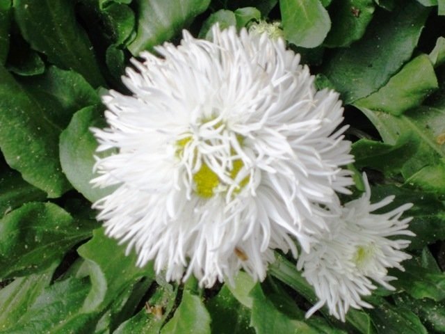 Хризантема белая - Дмитрий Никитин Хризантема белая - Дмитрий Никитин