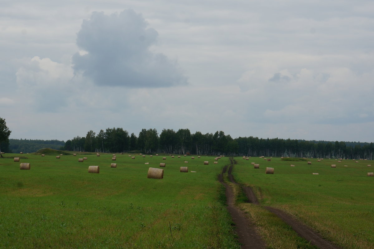 Поле бескрайнее - olga 