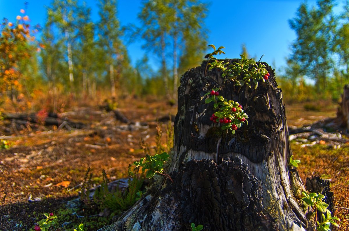 *** - Дмитрий Лупандин *** - Дмитрий Лупандин