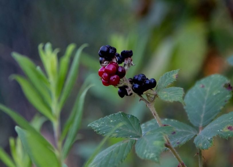 Ежевика - Размик Марабян