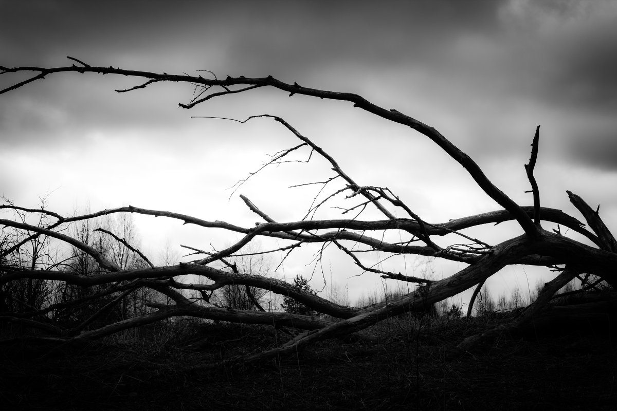 ... - Светлана Радченкова