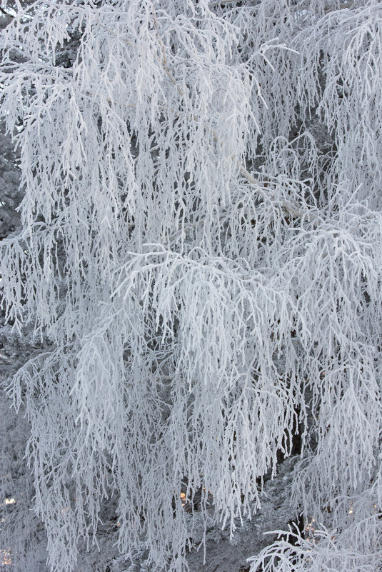 зимнее кружево - sveta зимнее кружево - sveta